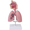 banapoy Lung Anatomical Model, Human Lung Anatomical Display Lung and Respiratory System with Removable Heart, Body Educational Model for Students Study Teaching Tool