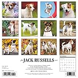 Image de Just Jack Russells 2017 Calendar