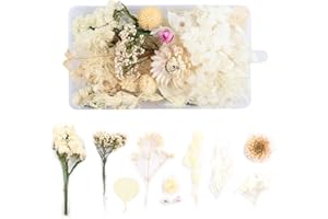 WJIAEER Flores naturales secas en relieve Flores preservadas Resina DIY Joyería Vela Arte de uñas Artesanía Scrapbooking Decoración floral（O）. (Y)