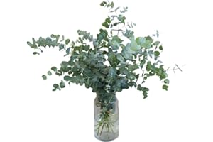 FLORES SOLIDARIAS TRABAJO & VIVIENDA FLORES SOLIDARIAS - Ramos de Flores Naturales Eucalipto - Ramo Fresco de Calidad para Regalo, San Valentín, Día de la Madre, Bodas, Aniversarios, Cumpleaños y Decoración del Hogar