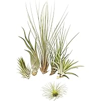 Tillandsien 5er-Mix 1 EXTRA Tillandsie, Bromeliengewächs