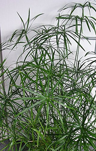 Zimmer-Zyperngras Ableger -Cyperus alternifolius- WASSER-PALME