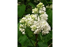 GREEN FUTURE PFLANZENHANDEL Weißer Flieder Syringa vulgaris alba Pflanze 15-20cm Fliederstrauch Rarität