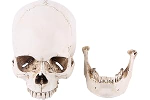 SALUTUYA Réplica de cráneo humano, 1: 1, modelo de tamaño natural, resina, cabeza humana, réplica de cráneo, modelo anatómico de cráneo humano para decoración de Halloween, modelos médicos