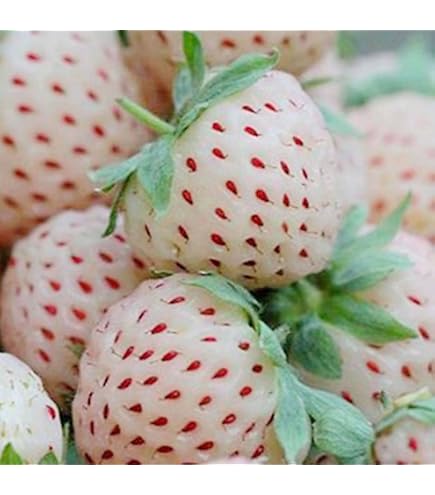200 Semi Di Fragole Gialle - Fragaria Vesca - Frutti Dolcissimi E Profumati, Da Giardino O Vaso - Foto 6