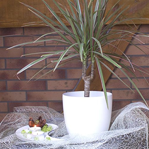 Terra 1401383100 Coubi Kunststoff Übertopf 15 cm, weiß - 2