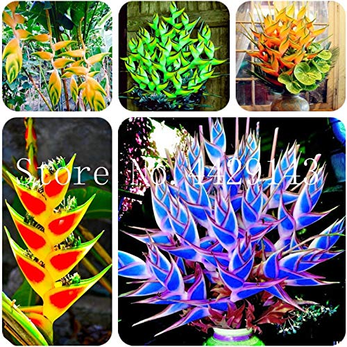 Heliconia Faux Oiseau De Paradis