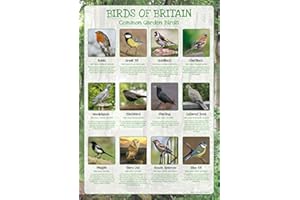 TIGER MOON THE TIGER MOON TRADING COMPANY LTD Birds of Britain Poster - Common Garden Birds - Paper Laminated - Size A1-84 x 59cm (APPROX)