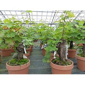 XXL Vitis Vinifera, alter Weinstock, knorrige Weinrebe, Weintraube