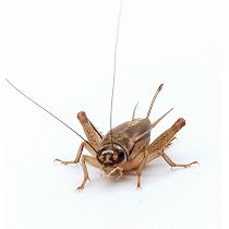 Eurocrickets | Lebende Heimchen Größe Nr. 7 (19–25 mm) Adult