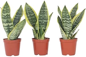 Plant in a Box - Sansevieria Laurentii - Set de 3 - Plante d'intérieur facile - Langue de belle-mère - Pot 12cm - Hauteur 30-40cm