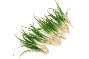 10 X Sagittaria Subulata Live Aquarium Plant Fast Growing Easy Care Grass for Freshwater Tropical Tank Aquascape K2AQUA