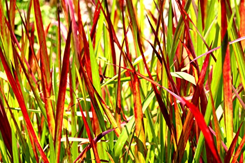 3 x Ziergras KOLLEKTION 1 Liter (Ziergras/Gräser) BLICKFANG 3,29 pro St - 2