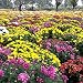 Produktbild Sunlera 100pcs/Beutel Bodendeckend Chrysanthemum Samen Chrysanthemum Morifolium Garten Blumensamen