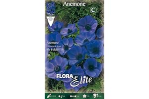 PRGA BULBI AUTUNNALI ANEMONE MR. FOKKER CONFEZIONE 20 BULBI BULBS BULBES