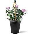 Climbing Rose in 2 Litre Pot - Golden, Pink, Red, White and Orange - Excellent Rose for Walls, Pillars Trellises and Arches (Pink)