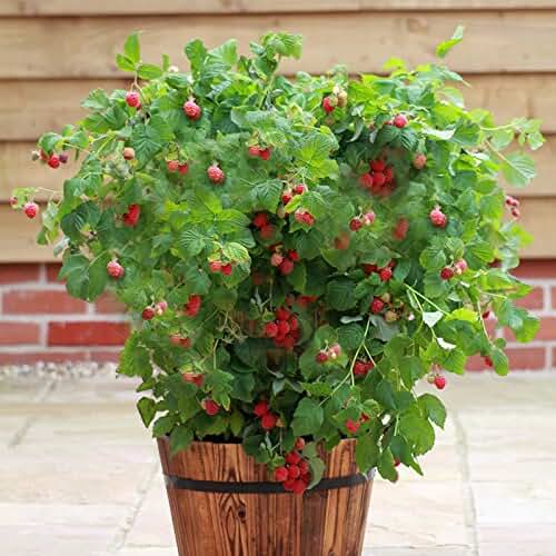 Amazon.co.uk thornless raspberry
