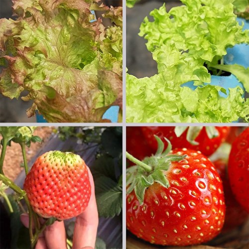 Pflanzenlampe TaoTronics LED Pflanzenlampen 36W E27 vollspektrum Wachstum Tageslicht Pflanzenleuchte für Garten Gewächshaus Zimmerpflanzen Blüte Blume Gemüsse - 7