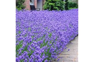 GARDENERSDREAM Lavandula Hidcote | Pianta di lavanda inglese in vaso | Arbusto sempreverde (5 piante)