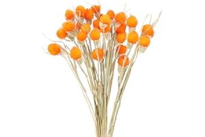 HUAESIN 30 Tallos Flores Secas Naturales Pequeñas, Bolas de Craspedia Naranja Ramo Flor Seca Artificial Decoracion para Hogar Boda Fiesta Jarrones Arregalos Florales Mesa Balcon Terraza Damajuana