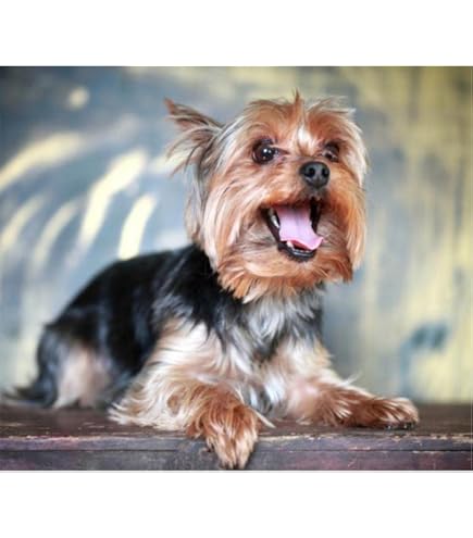 Huacan-Kit de peinture au diamant, broderie de chien Yorkshire Terrier, mosaïque animale, point de croix, carré complet, rond, décoration d'intérieur  15