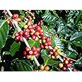 Arabica coffee live plant for gardenings for Planting Pack of 1