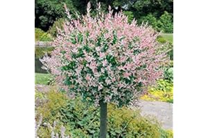 EVERGLADES NURSERIES LTD 80cm stem Flamingo Willow 4L Pot Salix Integra Hakuro Nishiki…