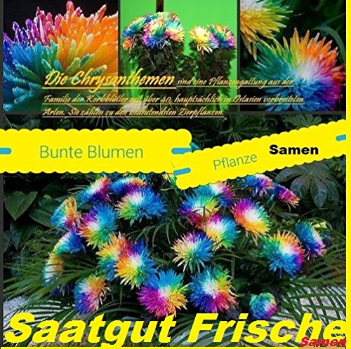 25x Bunte Blumen Samen Regenbogen Saatgut Blumensamen Hingucker Pflanze Blumen Rarität Garten Neuheit #94 - 2