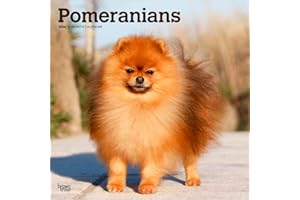 Pomeranians – Spitz 2026 – 16-Monatskalender: Original BrownTrout-Kalender [Mehrsprachig] [Kalender] (Wall-Kalender)