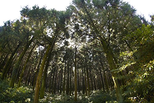 Ganga Samyang F1112101101 - Objetivo fotográfico DSLR para Canon EF
(Distancia Focal Fija 12mm, Apertura f/2.8-22 ED AS NCS, Ojo de Pez),
Negro Revisión