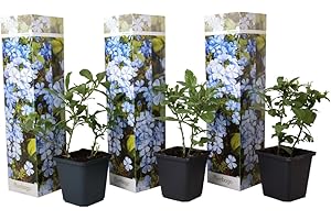 Plant in a Box - Plumbago auriculata - Set di 3 - 'Gelsomino azzurro' - Piombaggine - Vaso 9cm - Altezza 25-40cm