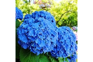 PERZOE 50 piezas de semillas de flores de hortensia azul, plantas de jardín, semillas raras en macetas Bonsai Azul