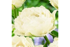 COOTO Bulbi Tulipani bianchi 5x Tulipani Bulbi fiori pirmaverili da giardino Bulbi Tulipani perenni Tulipano doppio Snow Crystal