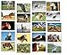 Produktbild postkarten pferde Postkarten - 20 verschiedene Pferde-Postkarten-set ideal für Sammler und Postcrossing