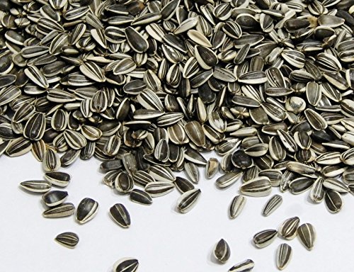 Wildvogel Sonnenblumenkerne , gestreift, im handlichen 1 kg Beutel - 2