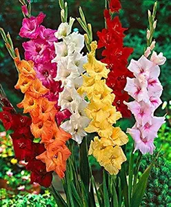 Kraft Seeds Angan Gladiolus Flower Bulbs, Variety American Beauty Kitchen Garden, Super Size, One Of The Most Popular Flower Bulbs In India, Cut Flower Indoor Outdoor Plants Colourful 32 Bulbs