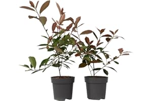 Plant in a Box - Photinia fraseri Red Robin - Plante de néflier - Set de 2 - Feuilles rouges - Pot 17cm - Hauteur 30-40cm