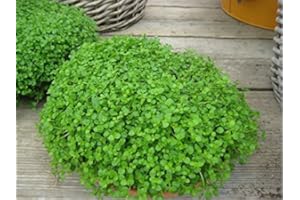 JUST SEED Herb - Mentha requienii - Corsican Mint - Mint Mini - 10 Pelleted Seed