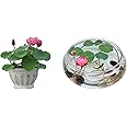 Hudgle GardenSeeds- Mini Lotus Seeds Water Seed Lotus Flower Seeds Hardy Perennial Aquatic Plants Lotus Seed Pond Seed Indoor Plants