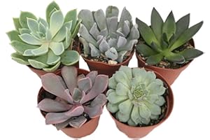 TODOCACTUS Pack de 5 Plantas Suculentas Mix Plantas en Maceta 5cm Naturales