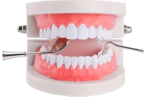 YOUYA DENTAL Kids Dental Study Supplies Adulti Standard Typodont Dimostrazione Denti Modello (senza denti del giudizio)