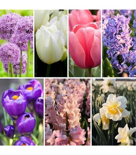 Bulbes De Fleurs De Printemps - Lidl - Belgique - Archive Des Offres