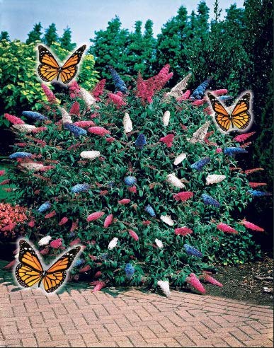 Kisshes Seedhouse - Chine Rare arbuste 'Arbre à papillons' tricolore Buddleia davidii 'Empire Blue', PinkDelight' fleurs grainé jardin plantes vivaces Plantes les bordures pots bacs à fleurs