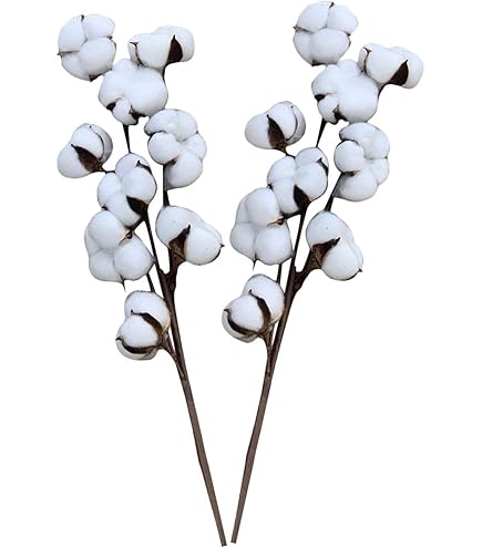 Bouquet D'Amaranthus Séché Blanc - Décoration Naturelle Pour Mariage, Maison Ou Événement - Vignes Réalistes 60-80 Cm