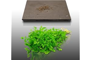 LE GRENIER D'ABONDANCE LES GRAINES QUI DONNENT ENVIE 100 graines d'Aromatiques à semer - Le Grenier d'Abondance - CERFEUIL - Anthriscus cerefolium