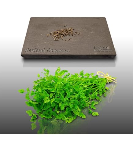 Graines De Cerfeuil Commun Vilmorin - Plante Aromatique Pour Cuisine Et Jardin