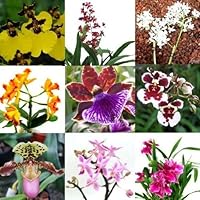 Mühlan - Orchideenmix 3 Pflanzen mit je Einer Rispe