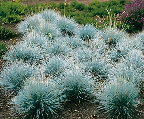 Blauschwingel Festuca glauca – winterhart immergrün Bodendecker mehrjährig – Ziergras von Garten Schlüter - 2