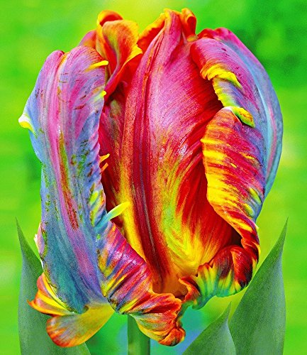BALDUR-Garten Regenbogen-Tulpen ‚Blumex®‘, 10 Zwiebeln - 2