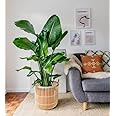 Creative Farmer Exotic White Bird Of Paradise(Strelitzia Nicolai) Real Live Plant Indoor Plants For Home, Office Decor, Flowers Garden Paradise